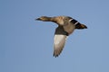 Female Mallard Duck Flying in a Blue Sky Royalty Free Stock Photo