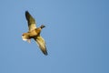 Female Mallard Duck Flying in a Blue Sky Royalty Free Stock Photo