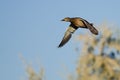 Female Mallard Duck Flying in a Blue Sky Royalty Free Stock Photo