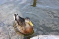 Female mallard duck having a break in a lake