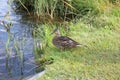 Female mallard duck having a break in a meadow