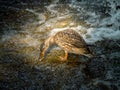 Female mallard duck having breakfast on a stone near a waterfall