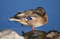 Female Mallard duck hen tucking bill into feathers, Park City, Utah USA birding