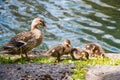 Female mallard duck and her three ducklings