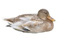 Female mallard duck isolated on white background. Aanas platyrhunchos sits in the nesting position. Wildlife nature Royalty Free Stock Photo