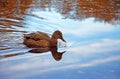 Female Mallard duck and its reflection in lake