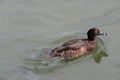 Female Mallard duck Royalty Free Stock Photo
