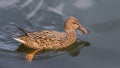 Female Mallard duck Royalty Free Stock Photo