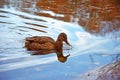 Female Mallard duck and its reflection in lake Royalty Free Stock Photo