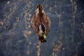 A female mallard duck in Lake Rotoroa, New Zealand Royalty Free Stock Photo