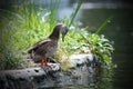 Female mallard duck on the lake shore Royalty Free Stock Photo