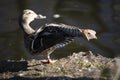 Female Mallard duck. Look! I can dance! Royalty Free Stock Photo