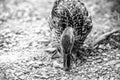 Female Mallard duck looking for food