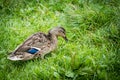 Female Mallard duck looking for food