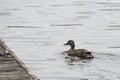 Female Mallard Duck looking for perfect nesting spot