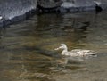 Female Mallard Duck looking for perfect nesting spot