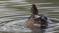 Female Mallard duck male Anus platyrhynchos