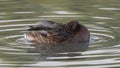 Female Mallard duck male Anus platyrhynchos