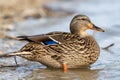 Female mallard duck