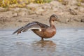 Female Mallard duck on one leg