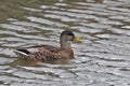 Female Mallard duck.