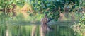 Female mallard duck. Panorama, water drops on beak. Wet duck with reflection in green water. Long cover or social media