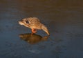 Female mallard duck perched on ice Royalty Free Stock Photo