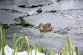 Female mallard duck playing, floating and squawking on winter ice frozen city park pond Royalty Free Stock Photo