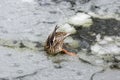 Female mallard duck playing, floating and squawking on winter ice frozen city park pond Royalty Free Stock Photo