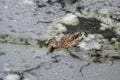 Female mallard duck playing, floating and squawking on winter ice frozen city park pond Royalty Free Stock Photo