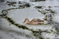 Female mallard duck playing, floating and squawking on winter ice frozen city park pond Royalty Free Stock Photo