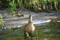 Female mallard duck. Portrait of a duck in clean water Royalty Free Stock Photo