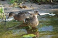 Female mallard duck. Portrait of a duck in clean water Royalty Free Stock Photo