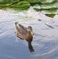Female mallard duck. Portrait of a duck with reflection in clean water. Wild duck swimming Royalty Free Stock Photo
