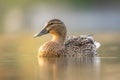 Female mallard duck. Portrait of a duck with reflection in clean lake water causing ripples on water near shore. Royalty Free Stock Photo