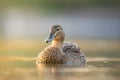 Female mallard duck. Portrait of a duck with reflection in clean lake water causing ripples on water near shore. Royalty Free Stock Photo