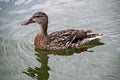 Female mallard duck. Portrait of a duck with reflection in clean lake water causing ripples on water near shore. Royalty Free Stock Photo