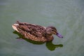 Female mallard duck. Portrait of a duck with reflection in clean water Royalty Free Stock Photo