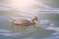 Female mallard duck. Portrait of a duck with reflection in clean water. Toned background Royalty Free Stock Photo