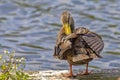 Female Mallard Duck Preening Herself