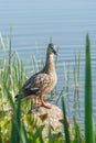 Female mallard duck on a riverside rock Royalty Free Stock Photo