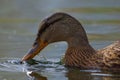 Female Mallard duck searching for food in the murky water on the local pond. Royalty Free Stock Photo