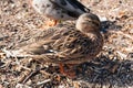 Female mallard duck at the shore of lake Loch Tay in Kenmore Royalty Free Stock Photo