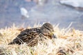 Mallard duck sits on a nest on the shore