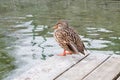 Female mallard duck