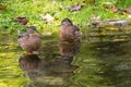 Female mallard duck standing in crystal clear lake water of Ache Royalty Free Stock Photo