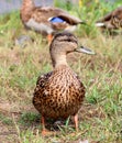 Female Mallard Duck standing in grass Royalty Free Stock Photo