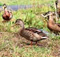 Female Mallard Duck standing in grass Royalty Free Stock Photo