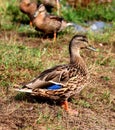 Female Mallard Duck standing in grass Royalty Free Stock Photo