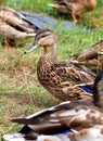 Female Mallard Duck standing in grass Royalty Free Stock Photo